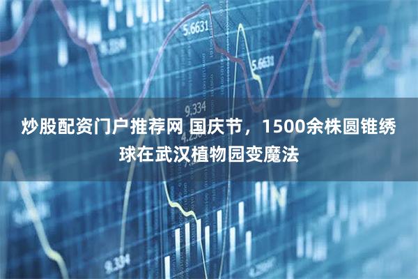 炒股配资门户推荐网 国庆节，1500余株圆锥绣球在武汉植物园变魔法